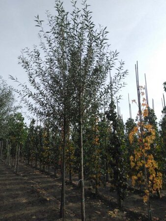 Salix alba 'Chermesina' 12-14 Hoogstam wortelgoed 2 X verplant - afbeelding 3