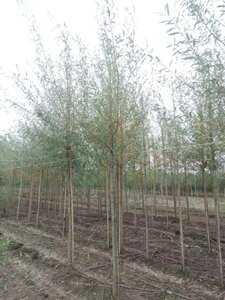 Salix alba 'Chermesina' 14-16 Hoogstam wortelgoed 2 X verplant - afbeelding 1