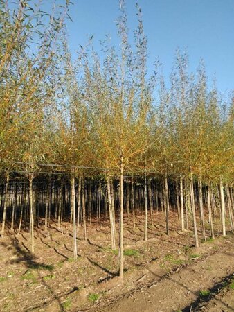 Salix alba 'Chermesina' 14-16 Hoogstam wortelgoed 2 X verplant - afbeelding 2