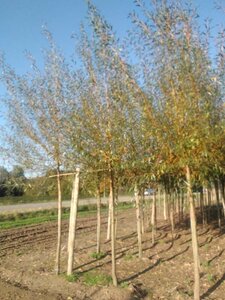 Salix alba 'Chermesina' 16-18 Hoogstam draadkluit 3 X verplant - afbeelding 4