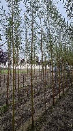 Salix alba 'Chermesina' 6-8 Hoogstam wortelgoed - afbeelding 2