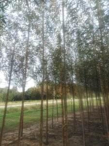 Salix alba 'Chermesina' 8-10 Hoogstam wortelgoed - afbeelding 1