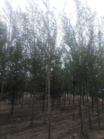 Salix alba 'Chermesina' 8-10 Hoogstam wortelgoed - afbeelding 2