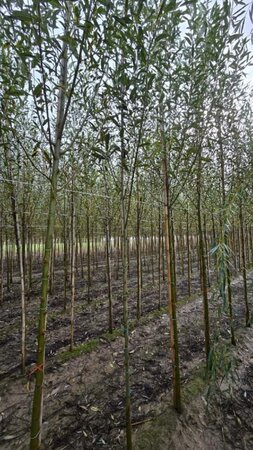 Salix alba 6-8 Hoogstam wortelgoed