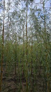 Salix sepulcralis 'Chrysocoma' 8-10 Hoogstam wortelgoed - afbeelding 2