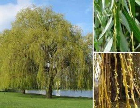 Salix sepulcralis 'Chrysocoma' 8-10 Hoogstam wortelgoed - afbeelding 3