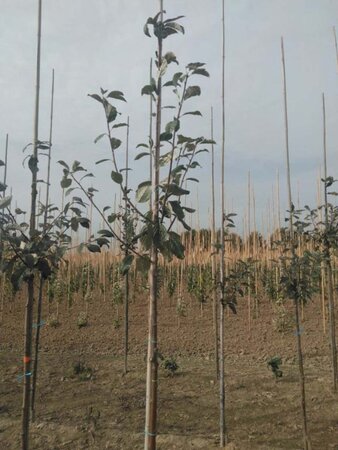 Sorbus aria 'Magnifica' 8-10 Hoogstam wortelgoed