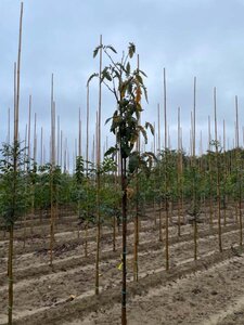 Sorbus thur. 'Fastigiata' 8-10 Hoogstam wortelgoed - afbeelding 1