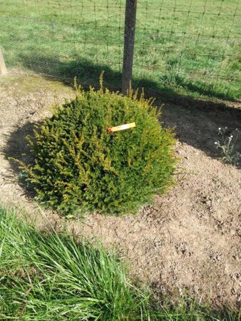 Taxus baccata 100 cm met kluit bol - afbeelding 2