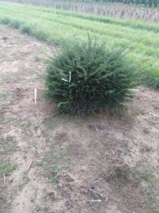 Taxus baccata 100 cm met kluit bol - afbeelding 1