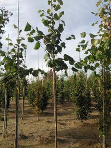 Tilia europaea 'Pallida' 8-10 Hoogstam wortelgoed