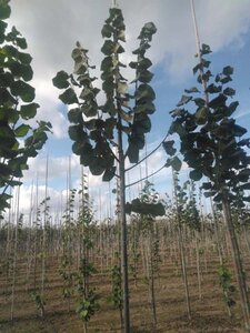 Tilia tomentosa 'Brabant' 8-10 Hoogstam wortelgoed