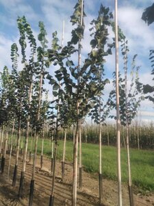 Ulmus glabra 10-12 STA BR