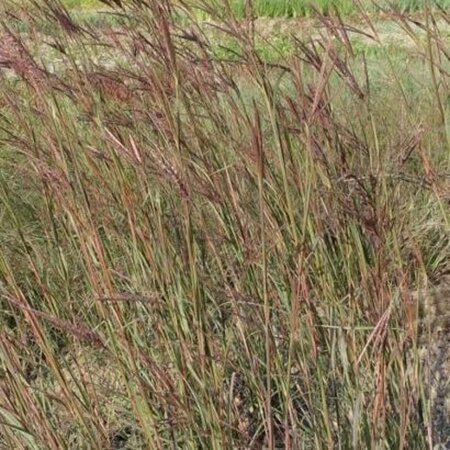 Andropogon gerardii geen maat specificatie 0,55L/P9cm