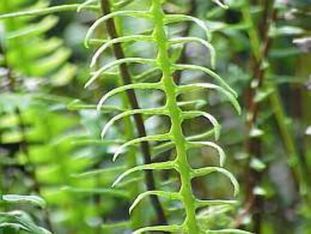 Blechnum spicant geen maat specificatie 0,55L/P9cm - afbeelding 1