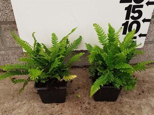 Blechnum spicant geen maat specificatie 0,55L/P9cm - afbeelding 4