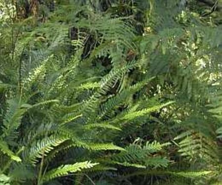 Blechnum spicant geen maat specificatie 0,55L/P9cm - afbeelding 2