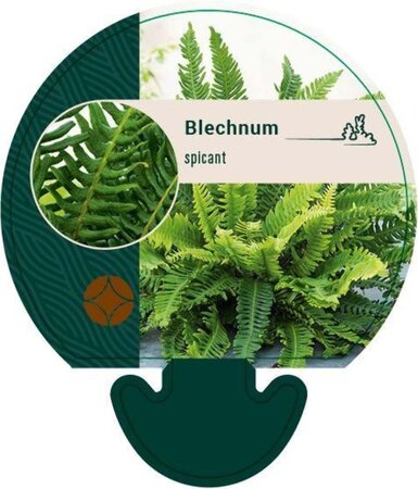 Blechnum spicant geen maat specificatie 0,55L/P9cm - afbeelding 3