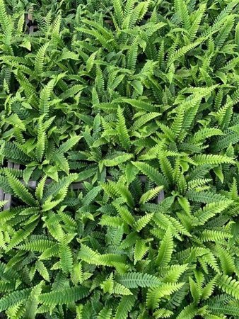 Blechnum spicant geen maat specificatie 0,55L/P9cm - afbeelding 5