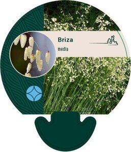 Briza media geen maat specificatie 0,55L/P9cm - afbeelding 6