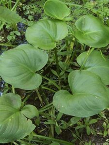 Calla palustris geen maat specificatie 0,55L/P9cm - afbeelding 1