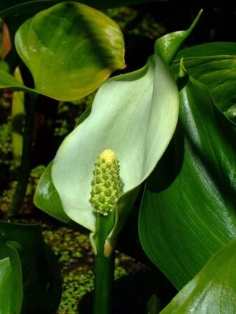 Calla palustris geen maat specificatie 0,55L/P9cm - afbeelding 2