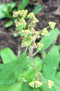 Ceanothus del. 'Gloire de Versaille geen maat specificatie cont. 2,0L - afbeelding 1