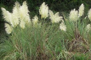 Cortaderia selloana geen maat specificatie 0,55L/P9cm - afbeelding 1