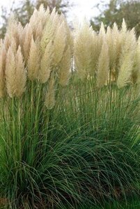 Cortaderia s. 'Pumila' geen maat specificatie 0,55L/P9cm - afbeelding 1