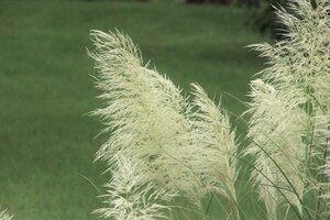 Cortaderia s. 'White Plume' geen maat specificatie 0,55L/P9cm - afbeelding 1