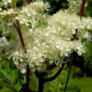 Filipendula ulmaria geen maat specificatie 0,55L/P9cm - afbeelding 2