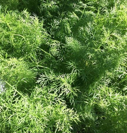 Foeniculum vulgare geen maat specificatie 0,55L/P9cm - afbeelding 2