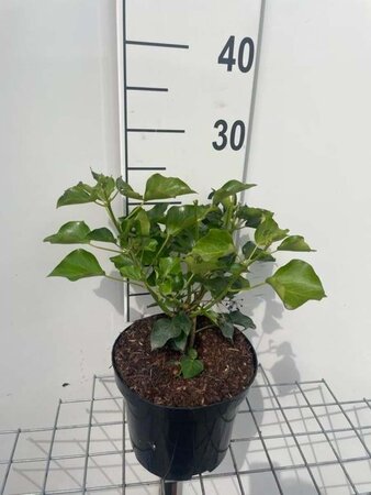 Hedera hel. 'Arborescens' geen maat specificatie cont. 3,0L - image 2