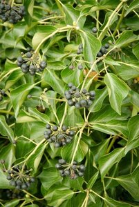 Hedera hel. 'Arborescens' geen maat specificatie cont. 3,0L - image 1