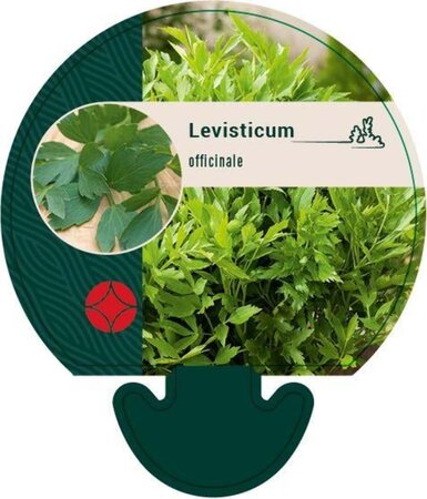 Levisticum officinale geen maat specificatie 0,55L/P9cm - afbeelding 4