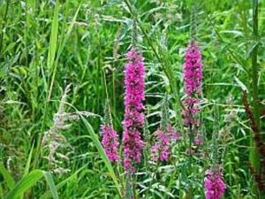 Lythrum salicaria geen maat specificatie 0,55L/P9cm - afbeelding 1