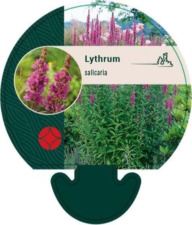 Lythrum salicaria geen maat specificatie 0,55L/P9cm - afbeelding 5