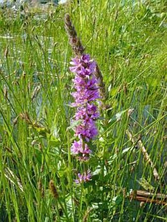 Lythrum salicaria geen maat specificatie 0,55L/P9cm - afbeelding 3