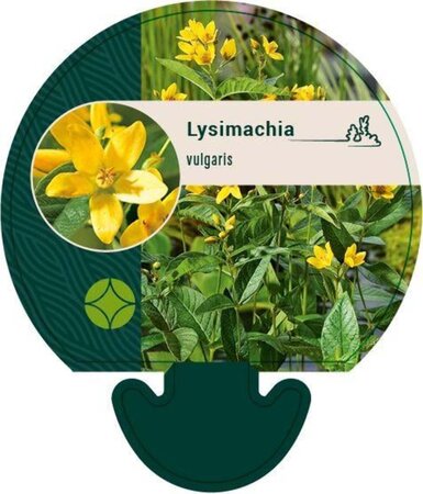 Lysimachia vulgaris geen maat specificatie 0,55L/P9cm - afbeelding 1