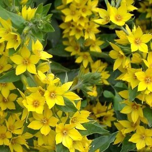 Lysimachia vulgaris geen maat specificatie 0,55L/P9cm - afbeelding 2