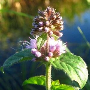 Mentha aquatica geen maat specificatie 0,55L/P9cm - afbeelding 3