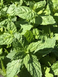 Mentha piperita geen maat specificatie 0,55L/P9cm - afbeelding 1