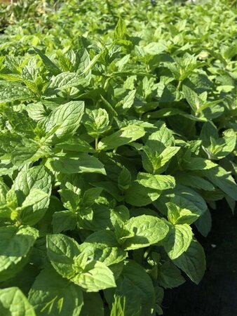 Mentha piperita geen maat specificatie 0,55L/P9cm - afbeelding 2