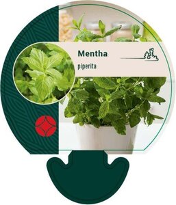 Mentha piperita geen maat specificatie 0,55L/P9cm - afbeelding 3