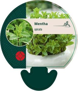 Mentha spicata geen maat specificatie 0,55L/P9cm - afbeelding 1