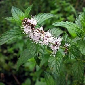 Mentha spicata geen maat specificatie 0,55L/P9cm - afbeelding 2