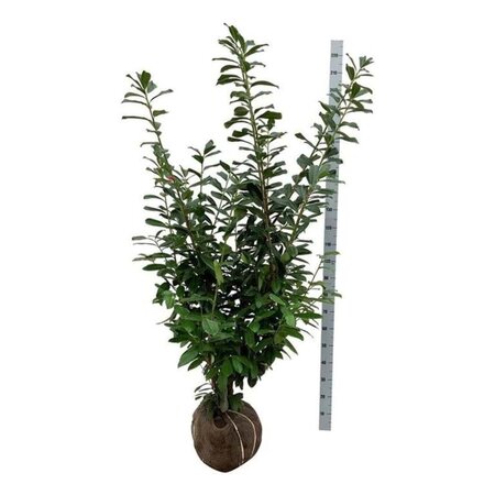 Prunus l. 'Novita' 150-175 cm RB - image 6