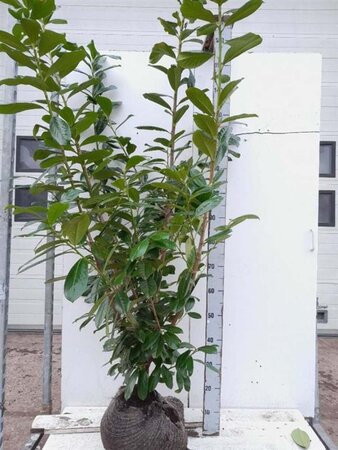 Prunus l. 'Novita' 150-175 cm RB - image 4