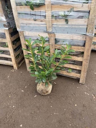 Prunus l. 'Novita' 80-100 cm met kluit - afbeelding 2