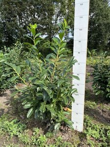 Prunus l. 'Novita' 80-100 cm met kluit - afbeelding 19